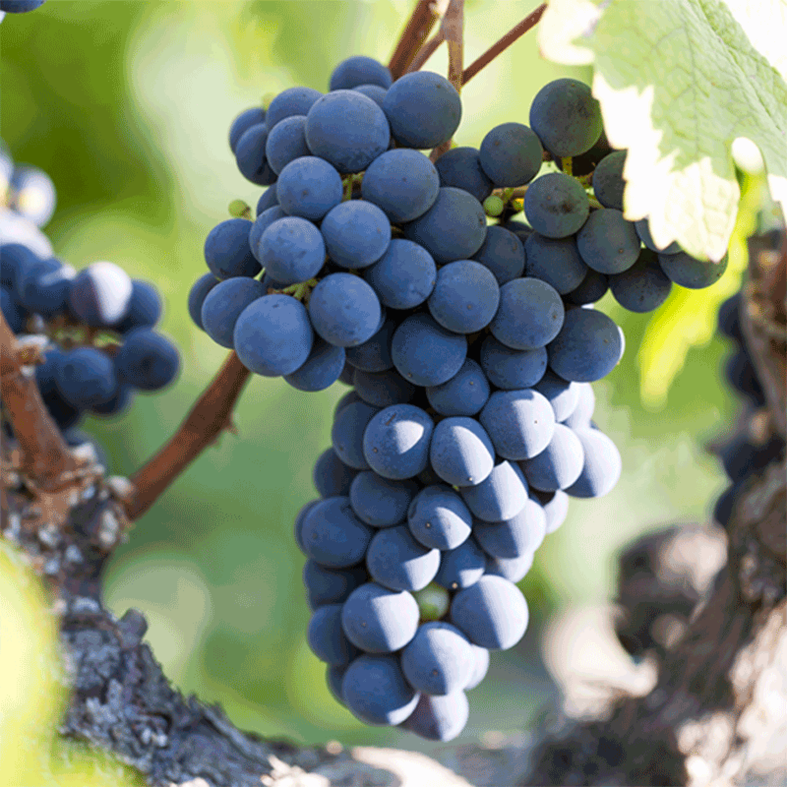 Vineyard Landing-Page-Grape-Bunch